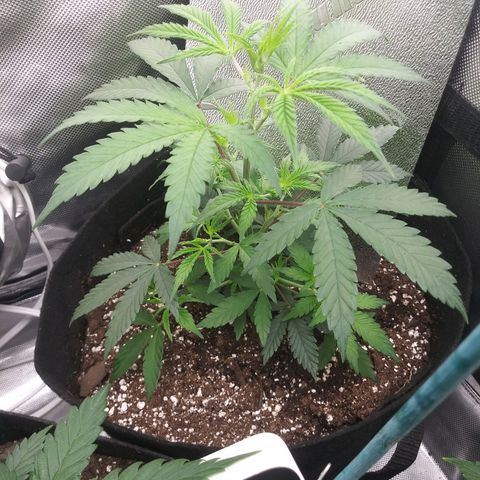 Medi Pak growlog timeline photo