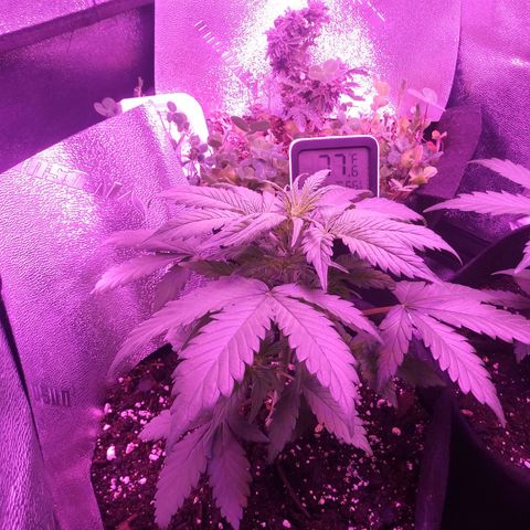 Blueberry Kush auto #2 growlog timeline photo