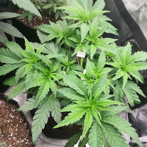 Wedding Fantasy  growlog timeline photo