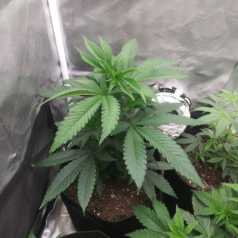 Unicorn Sherbert  growlog photo: 13" tall