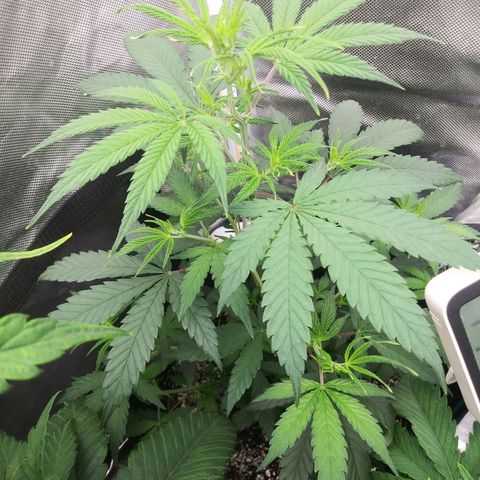 Medi Pak growlog timeline photo