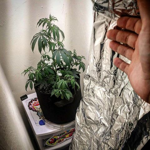Medi Pak growlog timeline photo