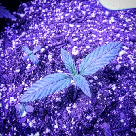 3BearOG x Quick One growlog timeline photo