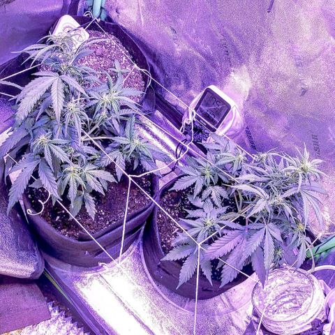 Blueberry Kush auto #2 growlog timeline photo