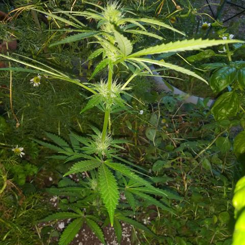 Milhouse Auto (outdoor) growlog timeline photo