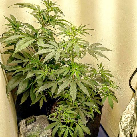 Medi Pak growlog timeline photo