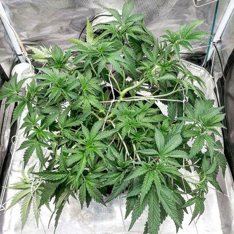 Wedding Fantasy  growlog timeline photo