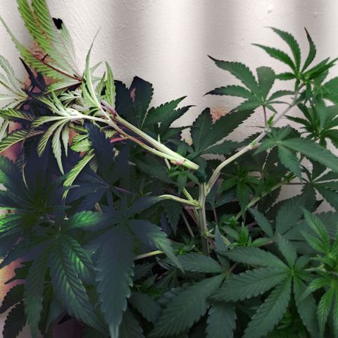 Unicorn Sherbert  growlog timeline photo