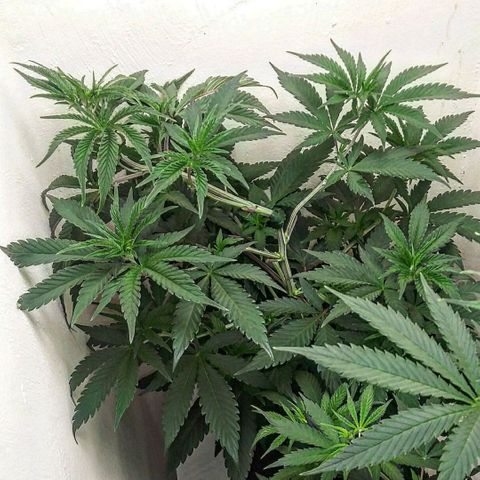 Unicorn Sherbert  growlog photo: Recovery
