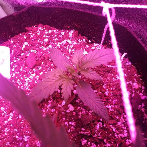 3BearOG x Quick One growlog timeline photo
