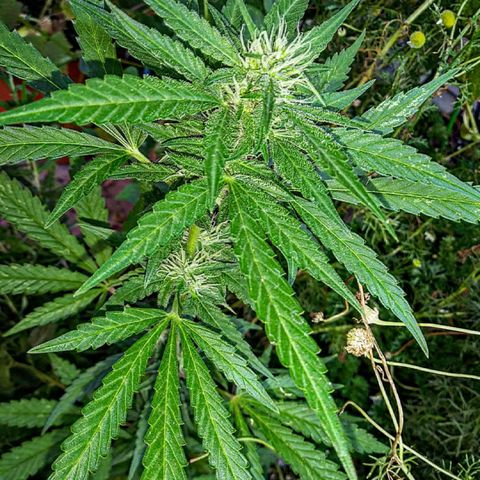 Milhouse Auto (outdoor) growlog timeline photo
