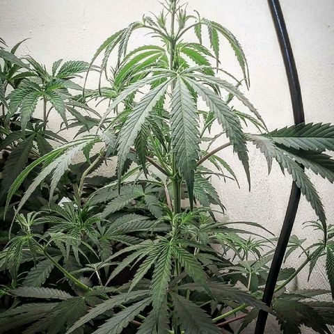 Medi Pak growlog timeline photo