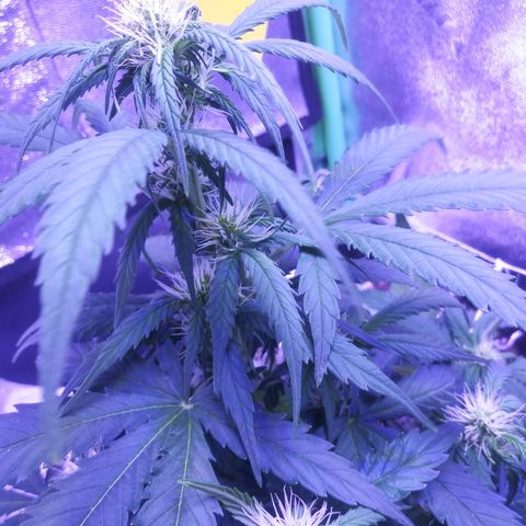 Blueberry Kush auto #2 growlog timeline photo