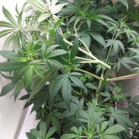 Medi Pak growlog photo: Supercrop