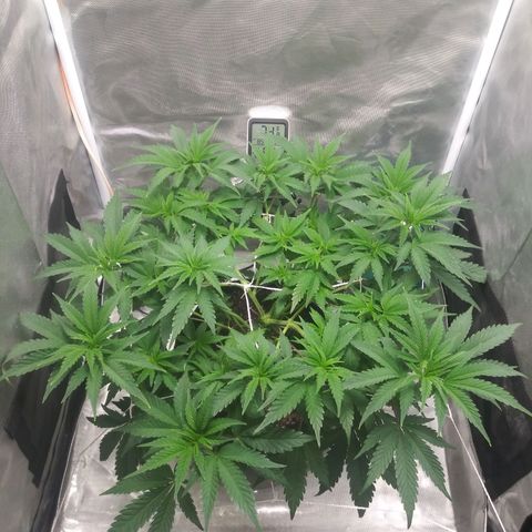 Wedding Fantasy  growlog timeline photo