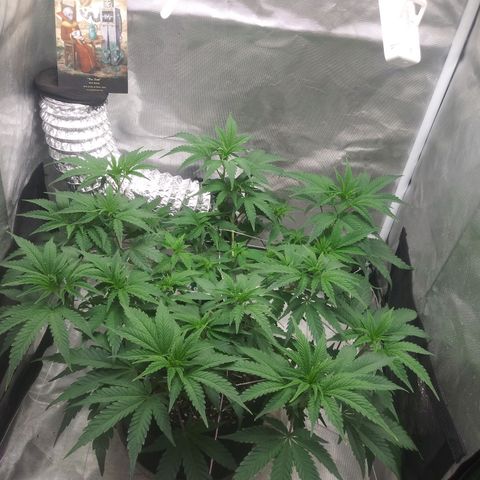Wedding Fantasy  growlog timeline photo