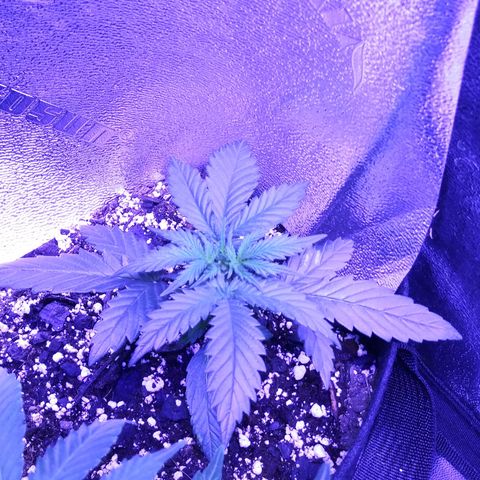 3BearOG x Quick One growlog timeline photo