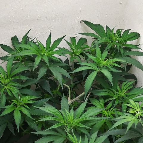 Unicorn Sherbert  growlog timeline photo