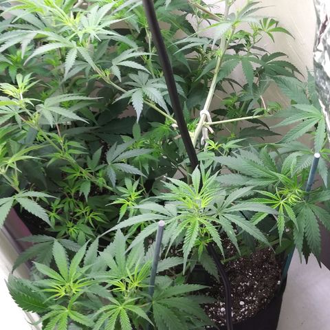 Medi Pak growlog timeline photo