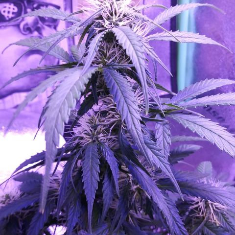Blueberry Kush Auto growlog timeline photo