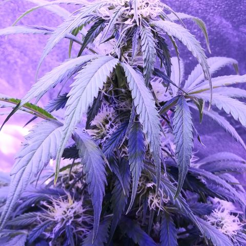 Blueberry Kush auto #2 growlog timeline photo