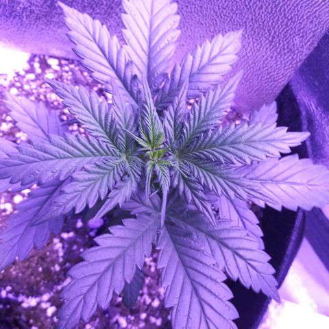 3BearOG x Quick One growlog timeline photo