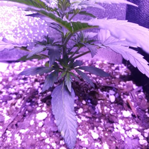 3BearOG x Quick One growlog timeline photo