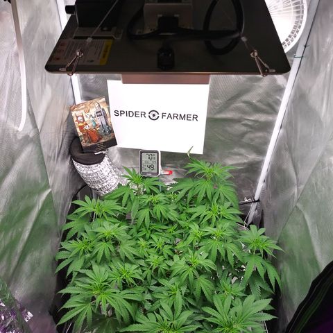 Wedding Fantasy  growlog timeline photo
