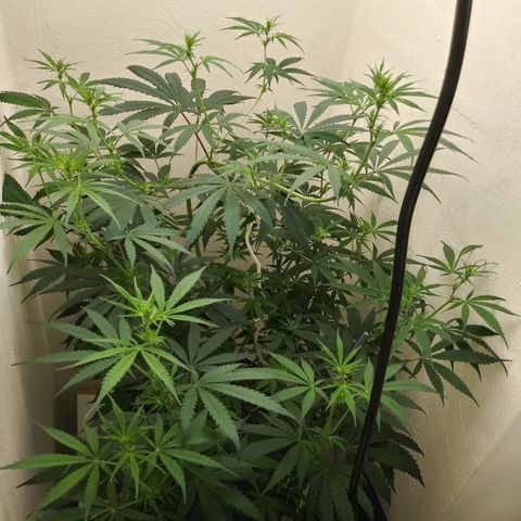 Medi Pak growlog timeline photo