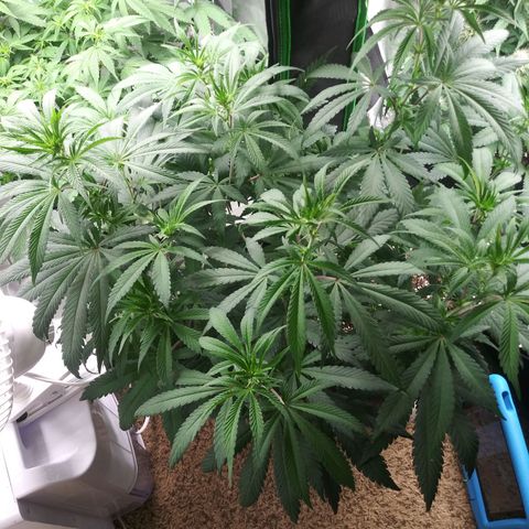 Unicorn Sherbert  growlog timeline photo