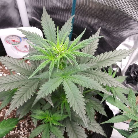 3BearOG x Quick One growlog timeline photo