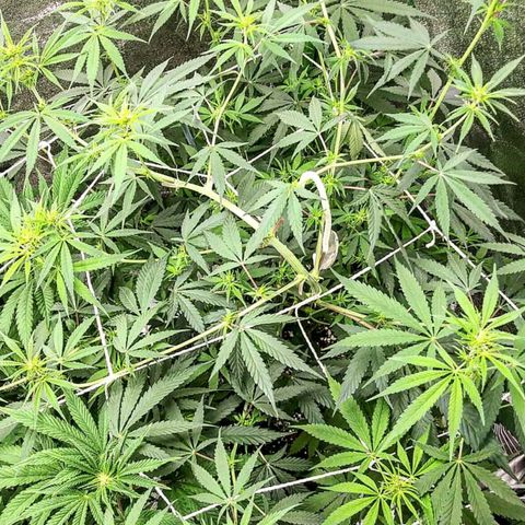 Medi Pak growlog timeline photo