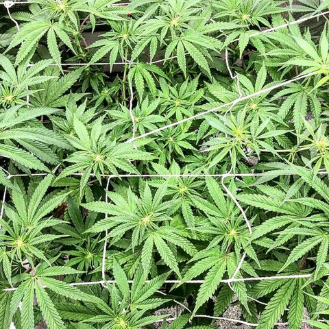 Wedding Fantasy  growlog timeline photo