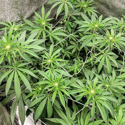 Unicorn Sherbert  growlog timeline photo