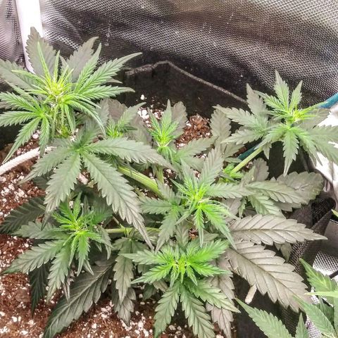 3BearOG x Quick One growlog timeline photo