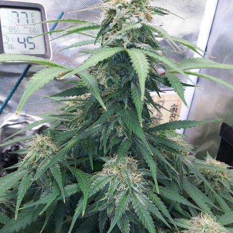 Blueberry Kush auto #2 growlog timeline photo