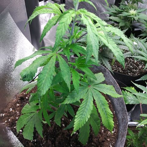 Wedding Fantasy clone growlog timeline photo