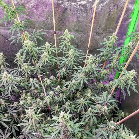 Medi Pak growlog timeline photo