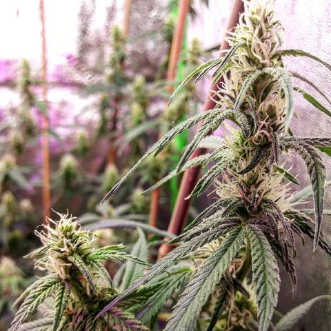 Medi Pak growlog timeline photo