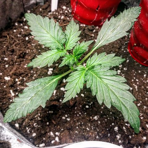 Side Chick auto growlog timeline photo