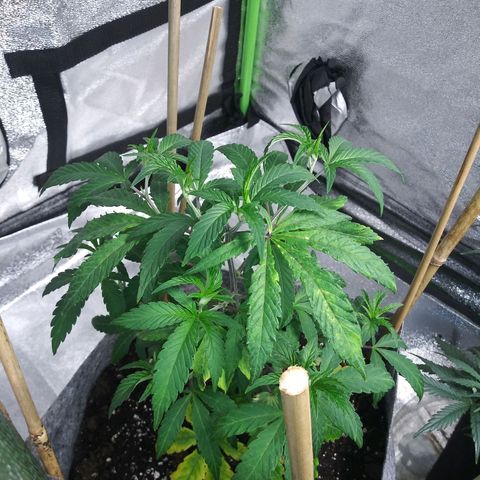 Wedding Fantasy clone growlog timeline photo