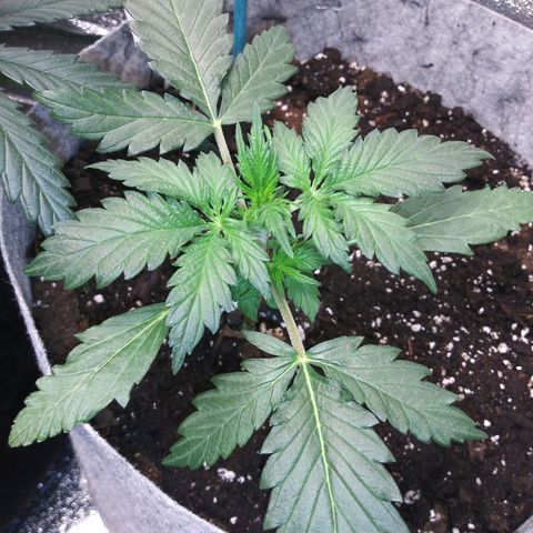 Side Chick auto growlog timeline photo