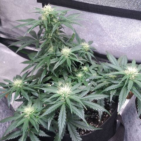 3BearOG x Quick One growlog timeline photo