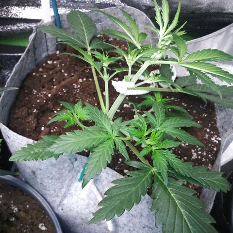 Side Chick auto growlog photo: Lst