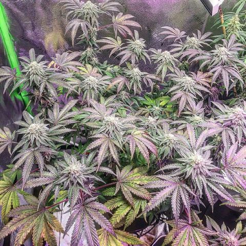 Wedding Fantasy  growlog timeline photo