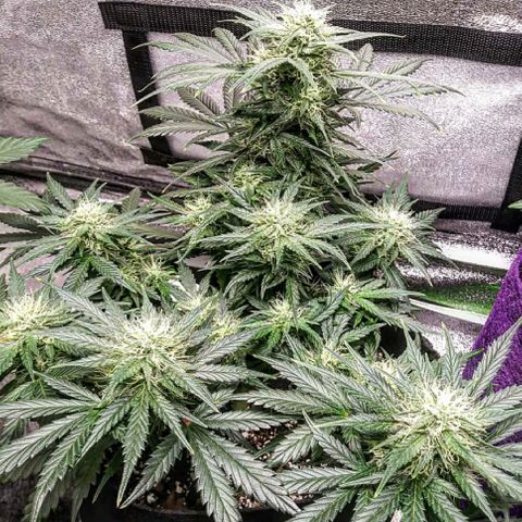 3BearOG x Quick One growlog timeline photo
