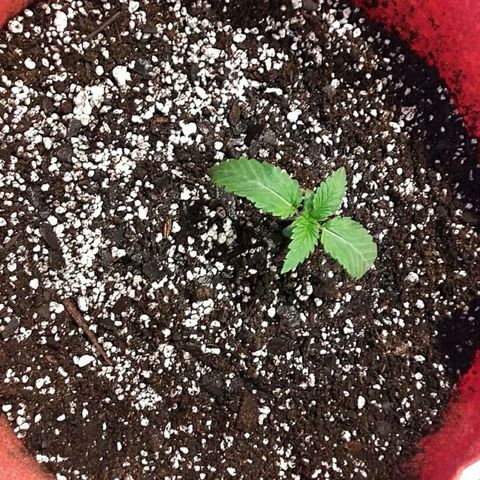 Sirius Black growlog timeline photo