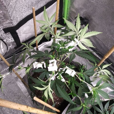 Wedding Fantasy clone growlog timeline photo