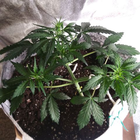 Side Chick auto growlog timeline photo