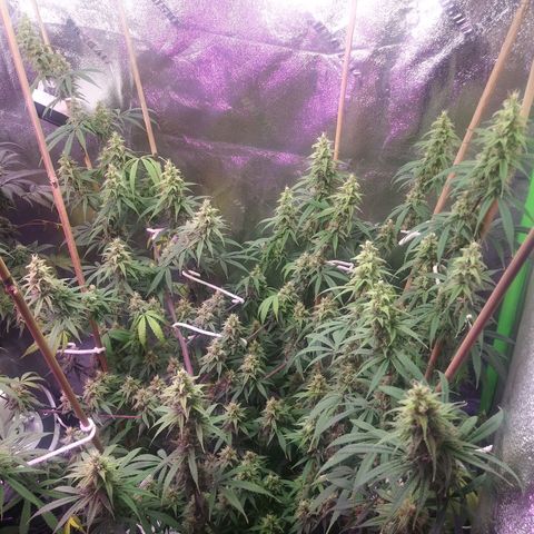 Medi Pak growlog timeline photo